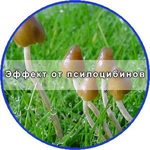 псилоцибиновые грибы